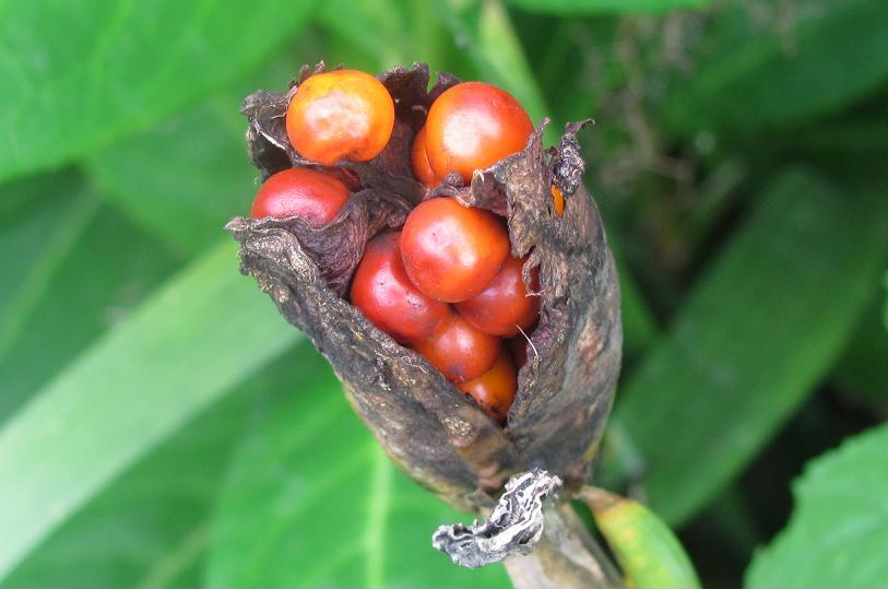 Chamaeiris foetidissima (=Iris foeditissima) / Giaggiolo puzzolente